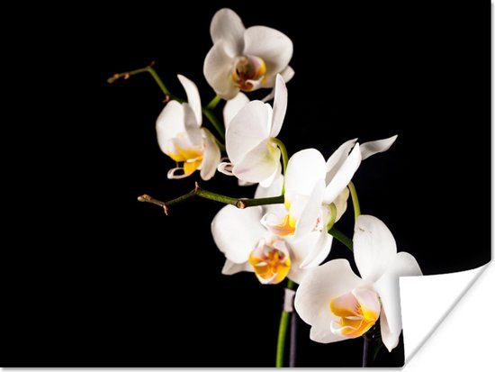 PosterMonkey Poster Orchidee - Bloemen - Planten - Botanisch - 160x120 cm XXL