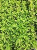 GRDplanten Groendecor Tuinarchitectuur 6x Schildvaren - Dryopteris aff. 'Crispa' | 9x9 cm pot