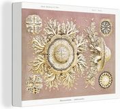 Canvas Schilderij - Ernst Haeckel - Kwal - 120x90 cm