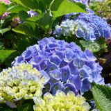 Hydrangea Macrophylla 'Bodensee' - Hortensia - 25-30 cm in pot