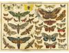 INTERDRUK Puzzel, Vintage Natuur: Motli, 2000 stukjes