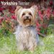 Avonside Yorkshire Terrier Kalender 2027 Wandkalender