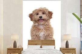 Nr1Wallpaper Behang - Fotobehang Hond - Huisdieren - Vacht - Breedte 145 cm x hoogte 220 cm