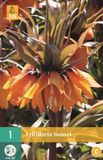 JUB Fritillaria imp. Sunset Oranje bloem bloembol