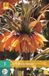 JUB Fritillaria imp. Sunset Oranje bloem bloembol