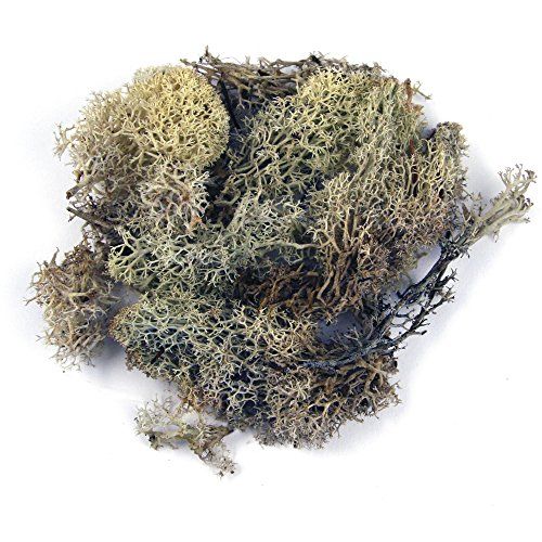 Rayher IJslands mos, naturel, Btl. 100 g, echt natuurlijk mos (IJsland), geconserveerd, gereinigd, voor knutselen, decoratief mos voor Pasen, Kerstmis, voor modelbouw