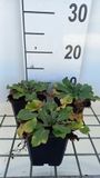 Groendecor Tuinarchitectuur 6x Echinops - Eryngium plan. 'Blauer Zwerg' ( blue hobbit) | pot de 9x9 cm