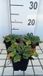 Groendecor Tuinarchitectuur 6x Echinops - Eryngium plan. 'Blauer Zwerg' ( blue hobbit) | pot de 9x9 cm
