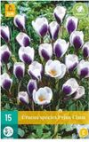 jub Crocus Prins Claus bloembollen 15 stuks