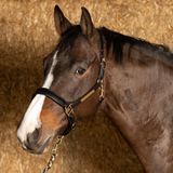 Harry's Horse Halster Anatomic Noir Cob