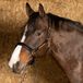 Harry's Horse Halster Anatomic Noir Cob