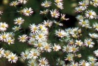 GRDplanten Groendecor Tuinarchitectuur 6x Aster - Aster hybr. 'Monte Cassino' | 9x9 cm pot