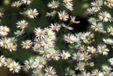 GRDplanten Groendecor Tuinarchitectuur 6x Aster - Aster hybr. 'Monte Cassino' | 9x9 cm pot