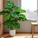 Unyqoos® Levensechte 70 cm Plante artificielle pour décoration intérieure élégante