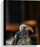 Merkloos / Sans marque Canvas Zijaanzicht van Zuidelijke Geelsnaveltok Vogel 30x40 cm Foto op Canvas Schilderij Wanddecoratie