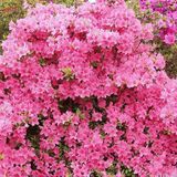 Arborix Bol Azalea Japonica - Azalea 25-30 cm in pot