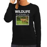 Bellatio Decorations Wildlife of the World Dieren foto sweater Vos - zwart - dames - cadeau trui Vossen liefhebber XL