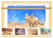 Fenneks Calvendo Fenneks - Neugierige Momente in der Wüste (Wandkalender 2027 DIN A3 quer)