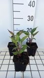 GRDplanten Groendecor Tuinarchitectuur 6x Zonnehoed - Echinacea purp. Delicious Candy' | pot 9 x 9 cm