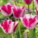 Green boutiQ - 12x Tulipa Mata Hari - Roze en Wit