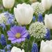 Green boutiQ - 250x Bulb Garden Blue - Blauwe bollentuinmix