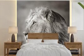 Nr1Wallpaper Behang - Fotobehang Leeuw - Wilde dieren - Zwart - Breedte 260 cm x hoogte 260 cm