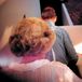 Yucca Fatcat Records Milk Maid - Yucca (LP)