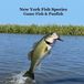New York Game Fish and Panfish Species Kids Book