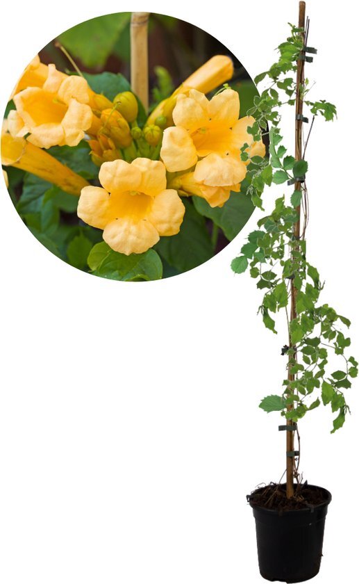 Plant in a Box - Campsis XL Flava - Tuinplant - Klimplant - 17 cm - Hoogte 110 cm