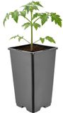 GARRONDA Pot de fleurs carré haut en plastique avec trous de drainage pour jardin (Noir, 11 x 11 x 19 cm (1,7L))