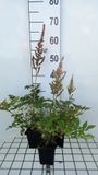 GRDplanten Groendecor Tuinarchitectuur 6x Prachtspirea - Astilbe (a) 'Erika' | 9x9 cm pot