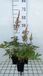 GRDplanten Groendecor Tuinarchitectuur 6x Prachtspirea - Astilbe (a) 'Erika' | 9x9 cm pot