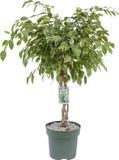 Beautanic lifestyle Ficus Ficus Safrana (Golden King) gevlochten stam - met watermeter - 110cm hoog Ø27cm