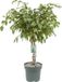 Beautanic lifestyle Ficus Ficus Safrana (Golden King) gevlochten stam - met watermeter - 110cm hoog Ø27cm