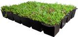 Covergreen Plantenmat Vasteplanten Cassette Vetkruid Sedum Dak Prijs per 1m2