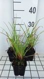 GRDplanten Groendecor Tuinarchitectuur 6x Vuurpijl - Kniphofia hybr. 'Ice Queen' | 9x9 cm pot