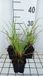 GRDplanten Groendecor Tuinarchitectuur 6x Vuurpijl - Kniphofia hybr. 'Ice Queen' | 9x9 cm pot