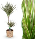 Plantenboetiek.nl Green is... Dracaena Marginata Bicolor - Drakenbloedboom - Weinig onderhoud - met mand - Groen - Ø21cm - 90-100cm hoog - Kamerplant - Groenblijvend