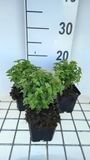 GRDplanten Groendecor Tuinarchitectuur 6x Bellenplant - Fuchsia hybr. 'Tom Thumb' | 9x9 cm pot