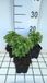 GRDplanten Groendecor Tuinarchitectuur 6x Bellenplant - Fuchsia hybr. 'Tom Thumb' | 9x9 cm pot