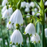 Green boutiQ - 160x Leucojum Aestivum - Zomerschneeklokje - Wit - Voorjaarsbloeier - Bolmaat 8/9