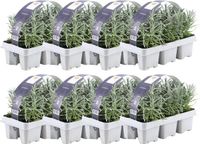 Plants by Frank - 48 Lavendelplanten - Vaste planten - Tuinplanten - 48 x Ø7 cm - 15 cm - Lavendelplant winterhard - planten