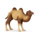 Kameel Papo Kameel van Bactrië Figuur, Wilde Dieren, Kinderen 3+ Jaar