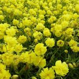 Arborix Helianthemum 6 x Helianthemum 'Sulphureum Plenum' - Zonneroosje Pot 9x9 cm - Geelbloeiende Struik