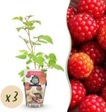 Plantenboetiek.nl Japanse Wijnbes - Rubus Phoenicolasius - Winterhard - 3 Planten - Ø9cm - 15-25cm hoog - Tuinplant