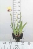 GRDplanten Groendecor Tuinarchitectuur 6x Baardiris - Iris (germ.) 'Nibelungen' | 9x9 cm pot