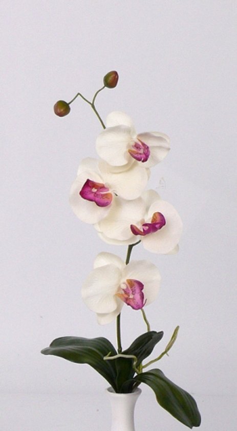 Bellatio Flowers & Plants Fun & Feest Bloemen Orchidee tak wit