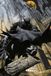 DC Comics Poster Batman - Gargoyle 61x91,5cm