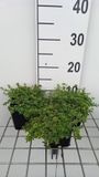 GRDplanten Groendecor Tuinarchitectuur 6x Citroentijm - Thymus citr. 'Aureus' | 9x9 cm pot