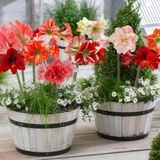 Merkloos / Sans marque Dutch Bulbs B.V. Amaryllis Bol - Surprise Collection - 10 stuks - Bloembollen - Meerkleurig - Bloem bollen